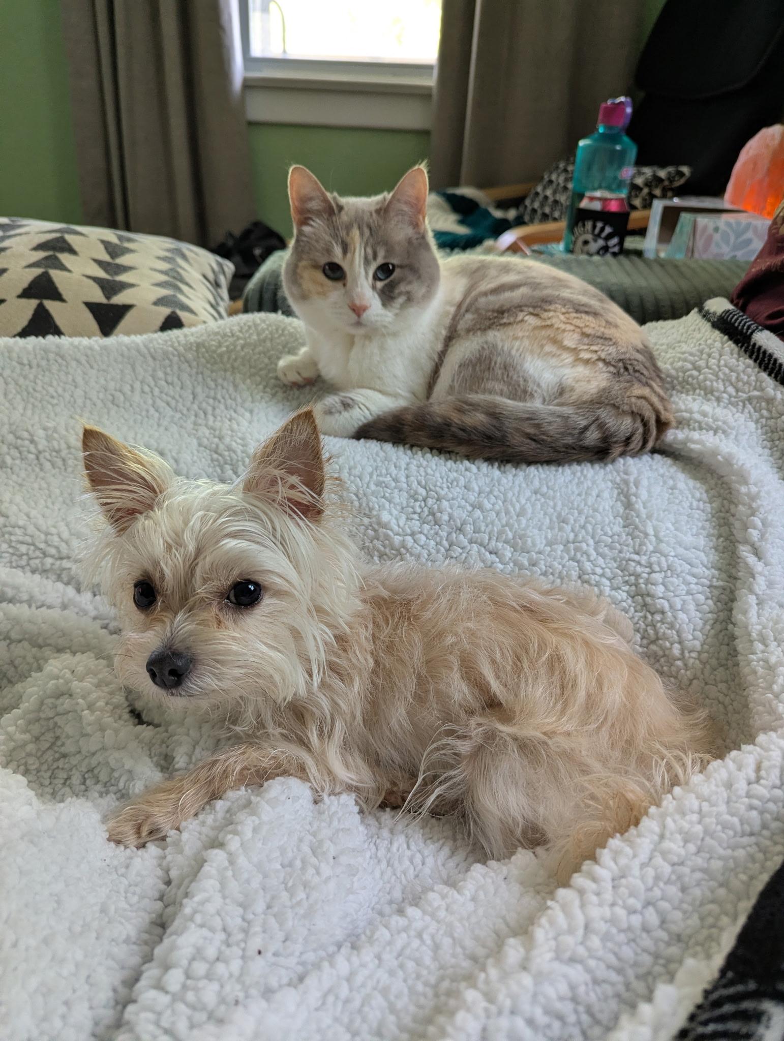 Enlarge Teddy Graham, an adopted Maltese in Norfolk, VA image 3/6