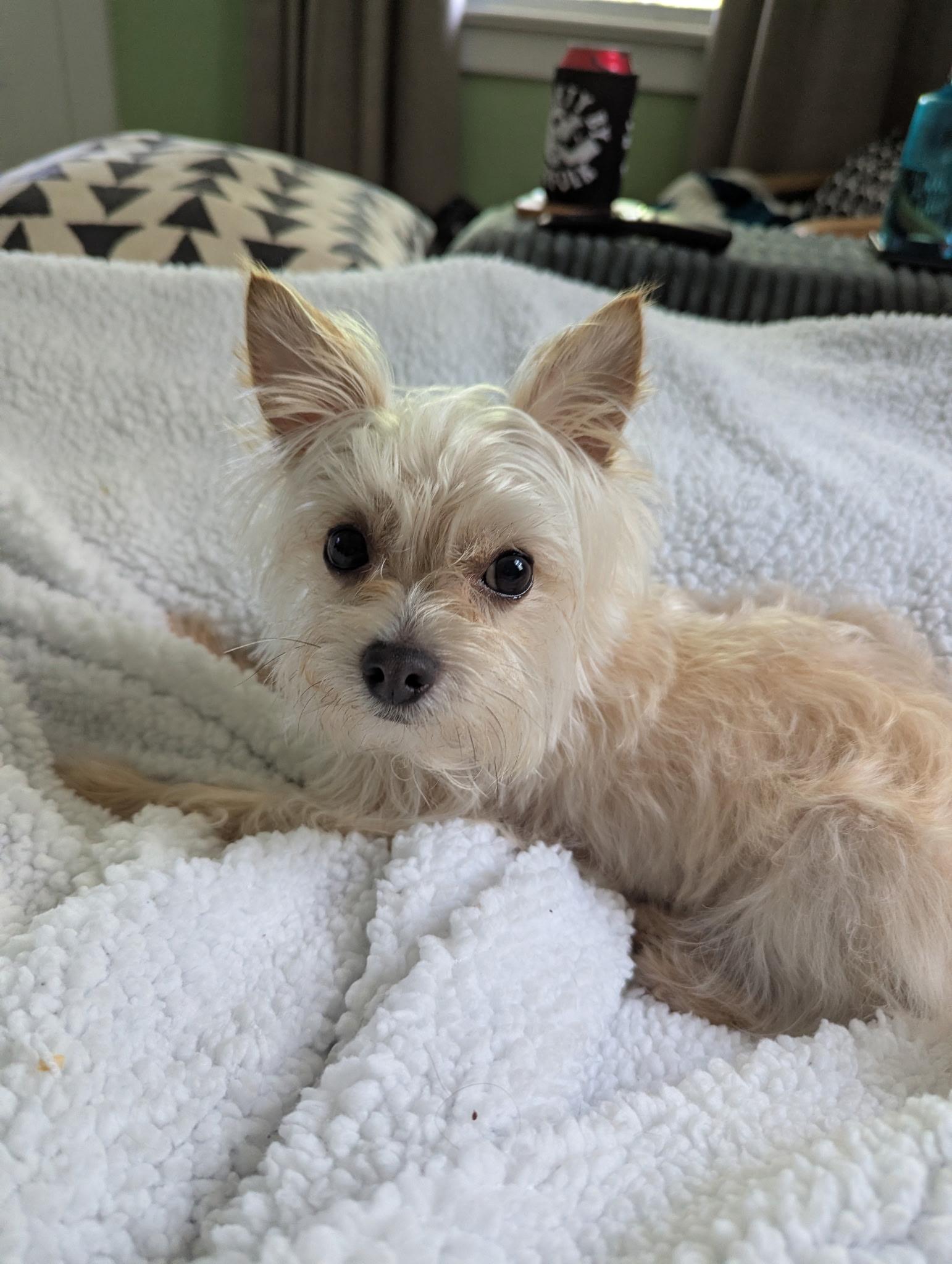 Enlarge Teddy Graham, an adopted Maltese in Norfolk, VA image 2/6