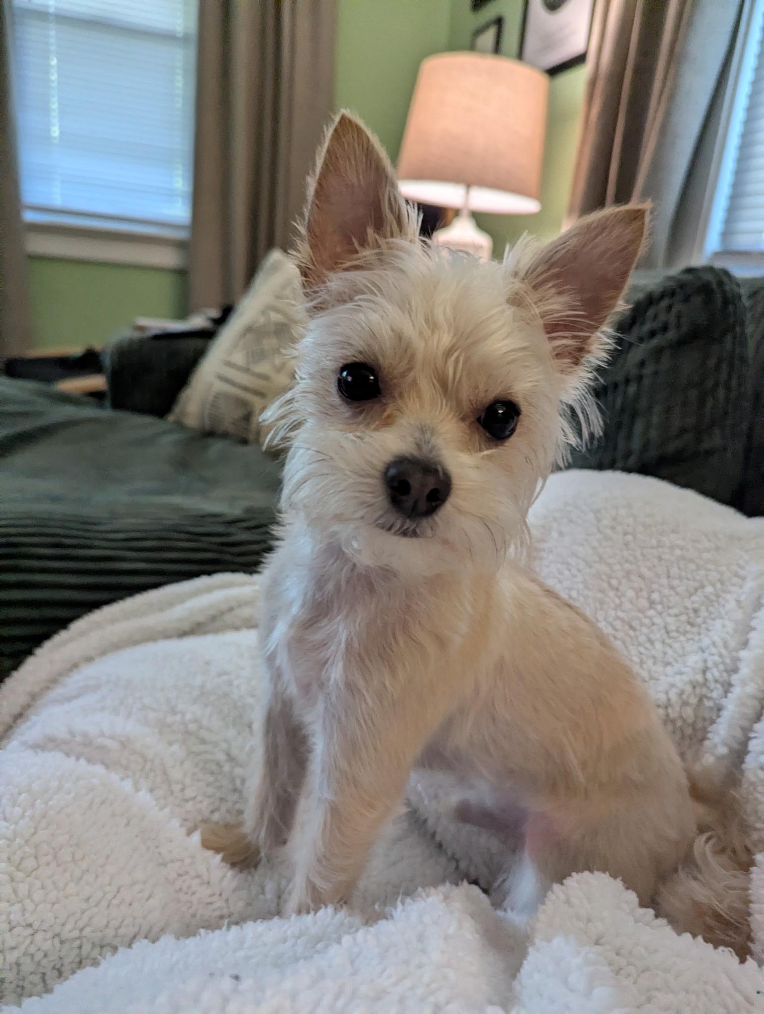 Teddy Graham, ADOPTABLE, Adult Female Maltese.