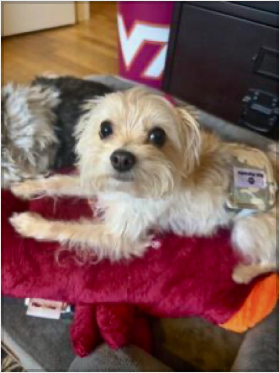 Teddy Graham, ADOPTABLE, Adult Female Maltese.