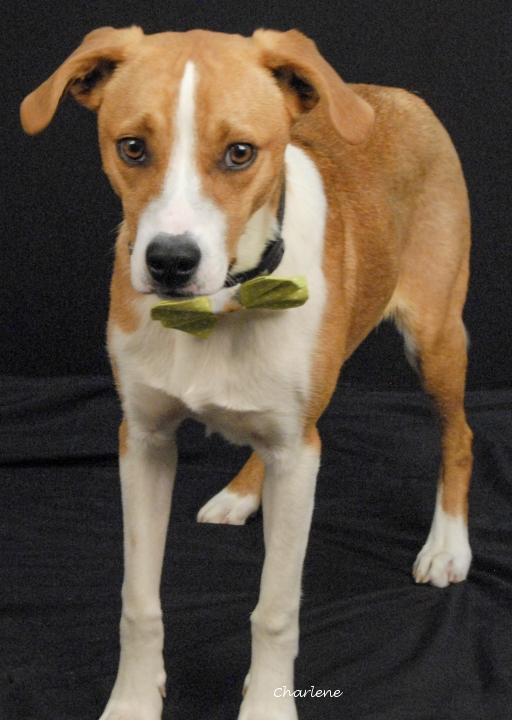 Gizmo, ADOPTABLE, Young Male Beagle.