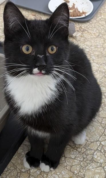 Enlarge Rogue, a ADOPTABLE Domestic Short Hair in Belleville, MI image 2/3