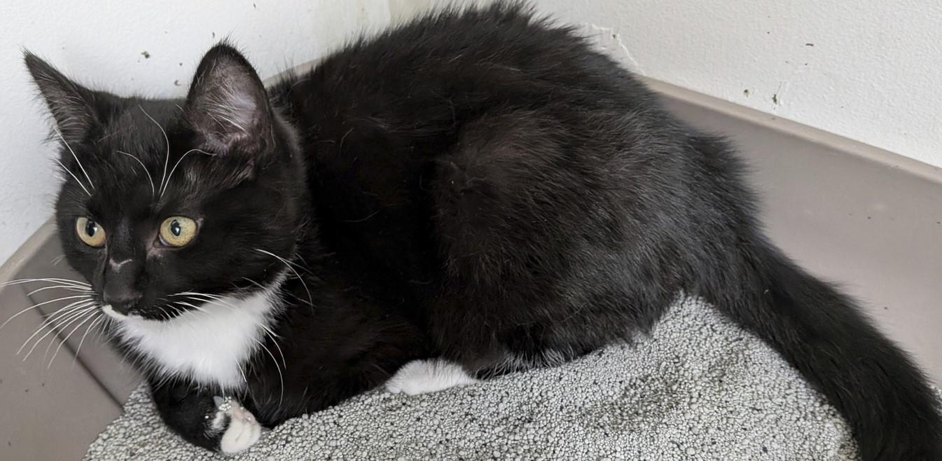 Enlarge Rogue, a ADOPTABLE Domestic Short Hair in Belleville, MI image 3/3