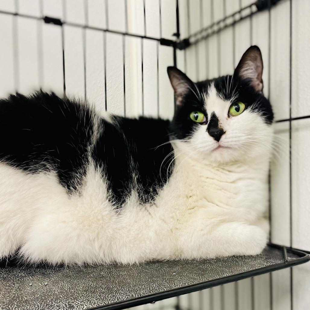 Angel, Adoptable, Adult Female Domestic Short Hair.