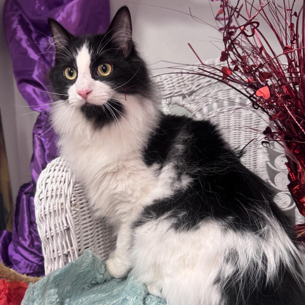 Not so Common 55150, a Adoptable Domestic Long Hair in Eaton Rapids, MI image 1/6