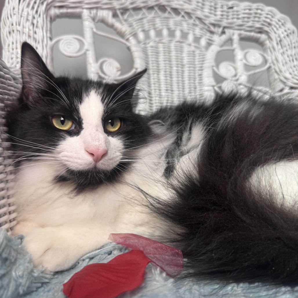 Not so Common 55150, a Adoptable Domestic Long Hair in Eaton Rapids, MI image 2/6
