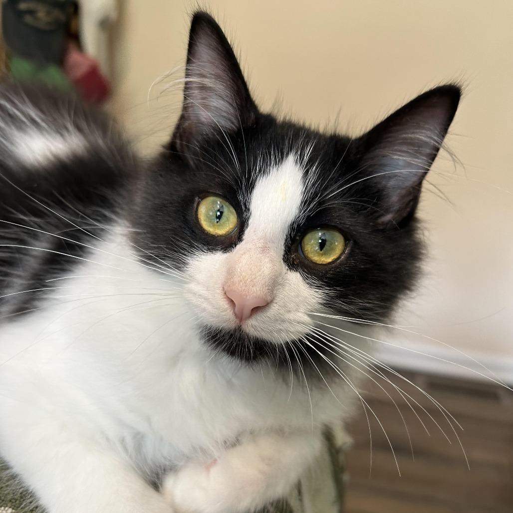 Not so Common 55150, a Adoptable Domestic Long Hair in Eaton Rapids, MI image 3/6