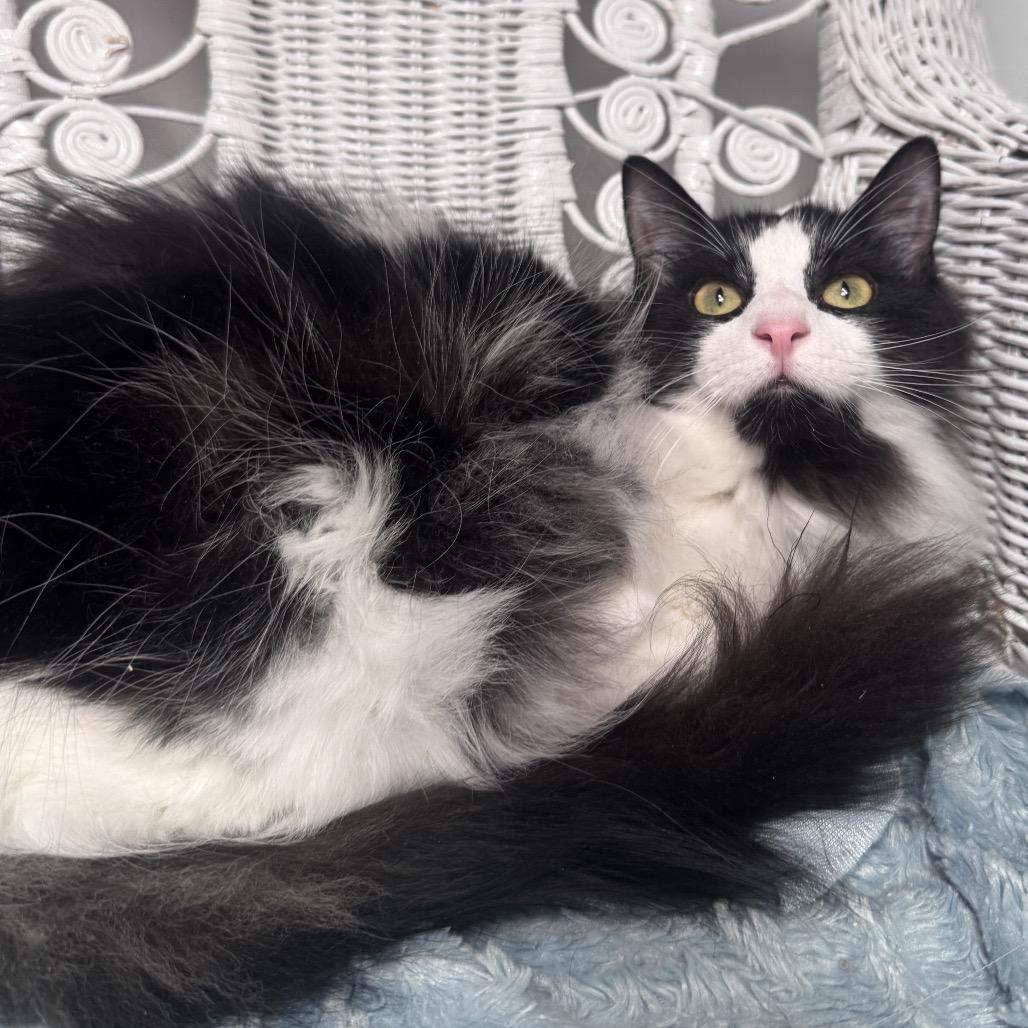 Not so Common 55150, a Adoptable Domestic Long Hair in Eaton Rapids, MI image 4/6