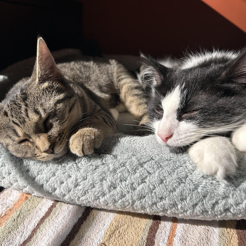 Not so Common 55150, a Adoptable Domestic Long Hair in Eaton Rapids, MI image 5/6