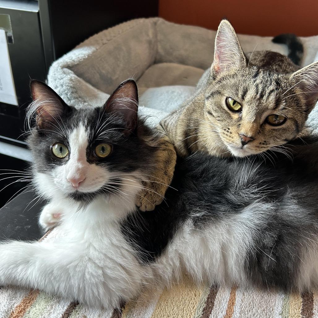 Not so Common 55150, a Adoptable Domestic Long Hair in Eaton Rapids, MI image 6/6