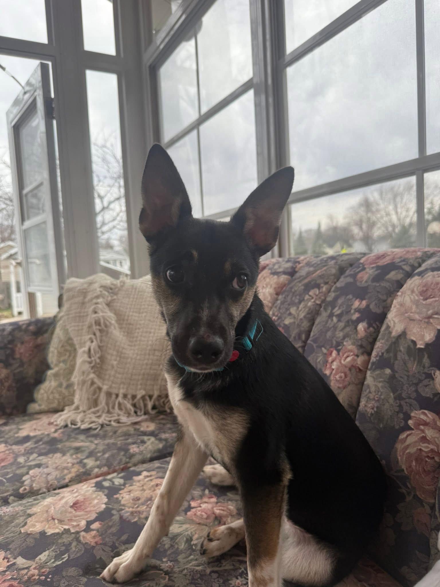 Missy, a Adoptable mixed breed in New London, WI image 2/3