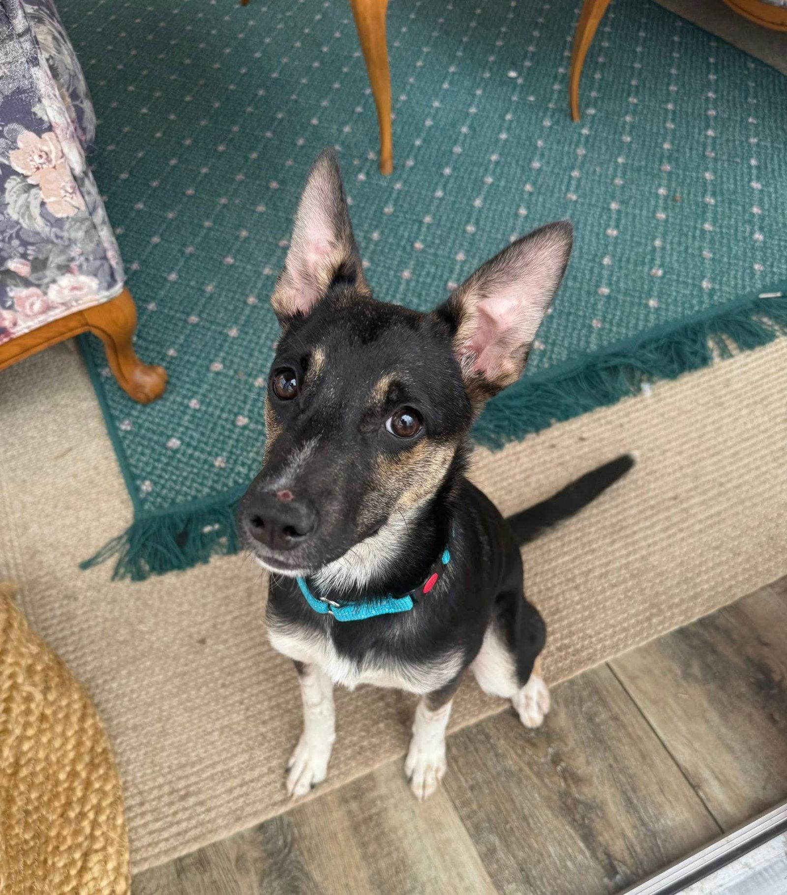 Missy, a Adoptable mixed breed in New London, WI image 3/3