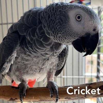 Enlarge Cricket, a Adoptable African Grey in Fairfax, VA image 2/2