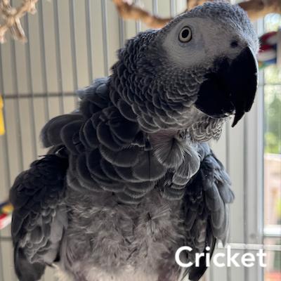 Enlarge Cricket, a Adoptable African Grey in Fairfax, VA image 1/2