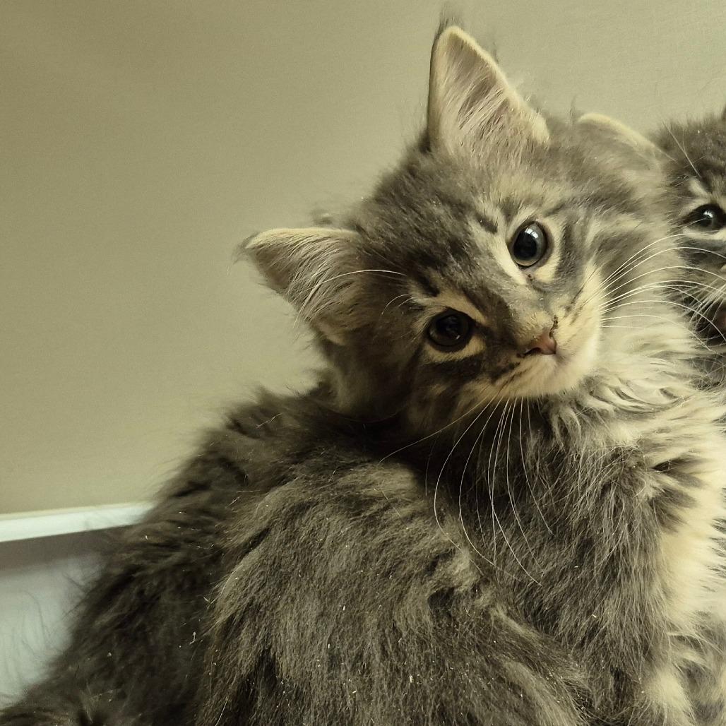 Enlarge Don, a Adoptable Domestic Medium Hair in Drumheller, AB image 1/1