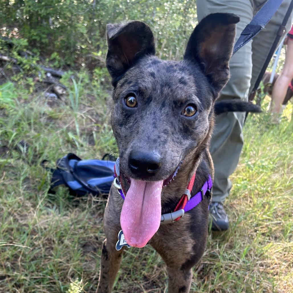 Enlarge Billy, a Adoptable mixed breed in Wake Forest, NC image 1/5