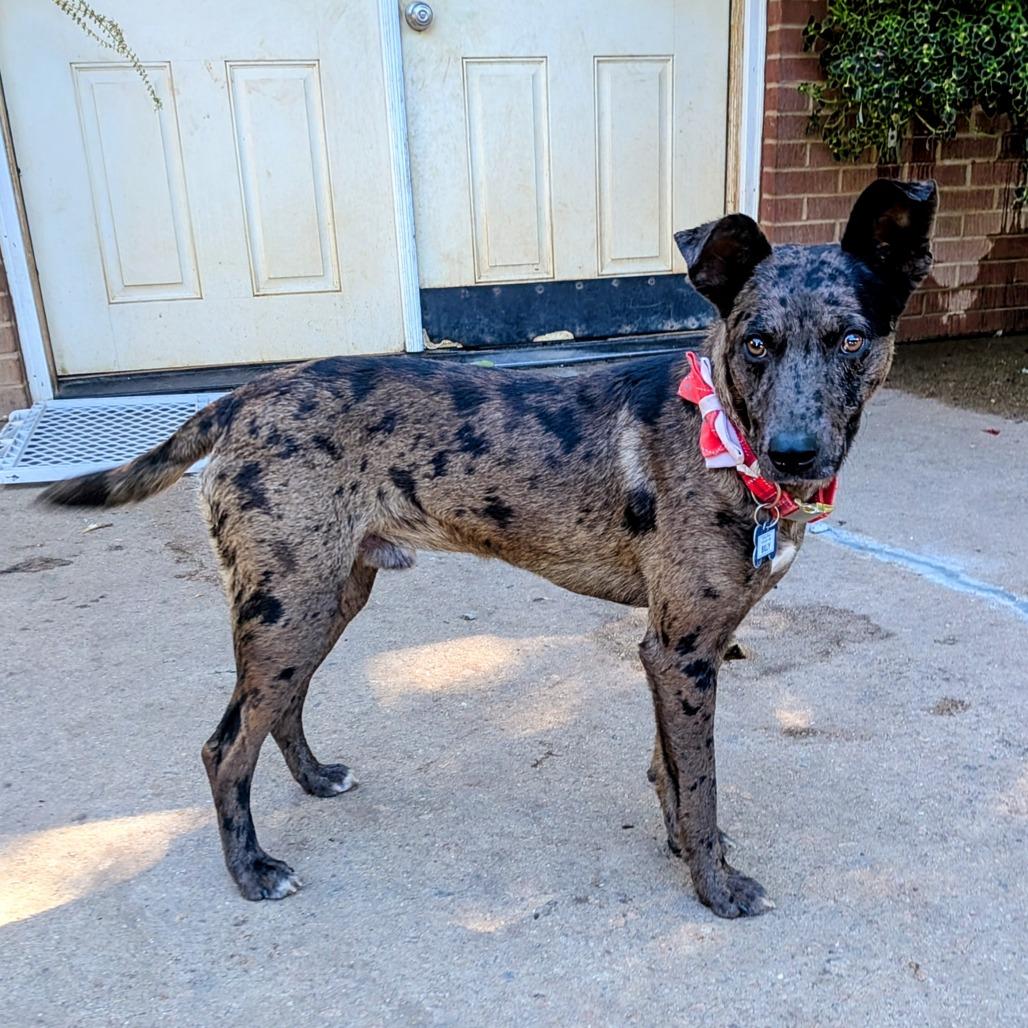 Enlarge Billy, a Adoptable mixed breed in Wake Forest, NC image 2/5
