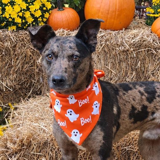 Enlarge Billy, a Adoptable mixed breed in Wake Forest, NC image 3/5