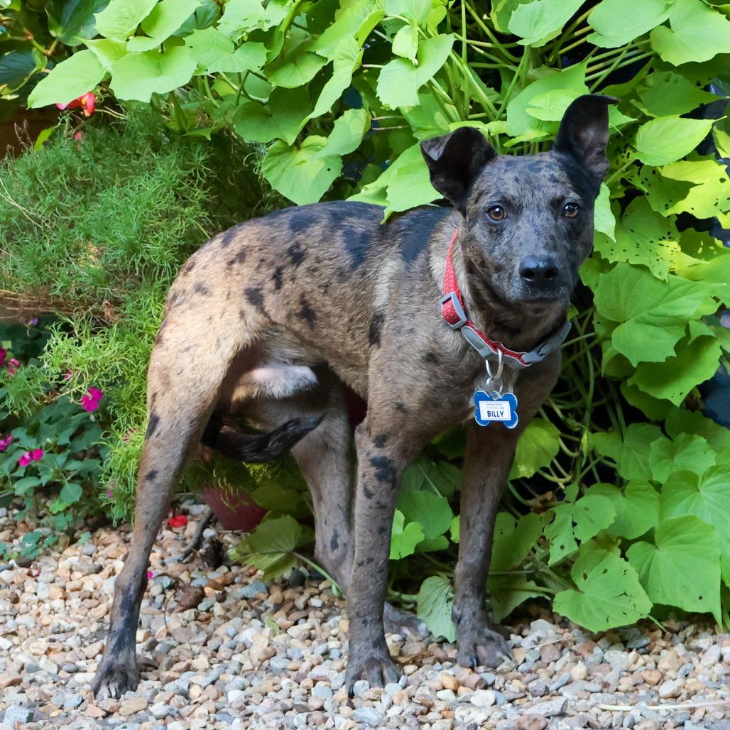 Enlarge Billy, a Adoptable mixed breed in Wake Forest, NC image 4/5