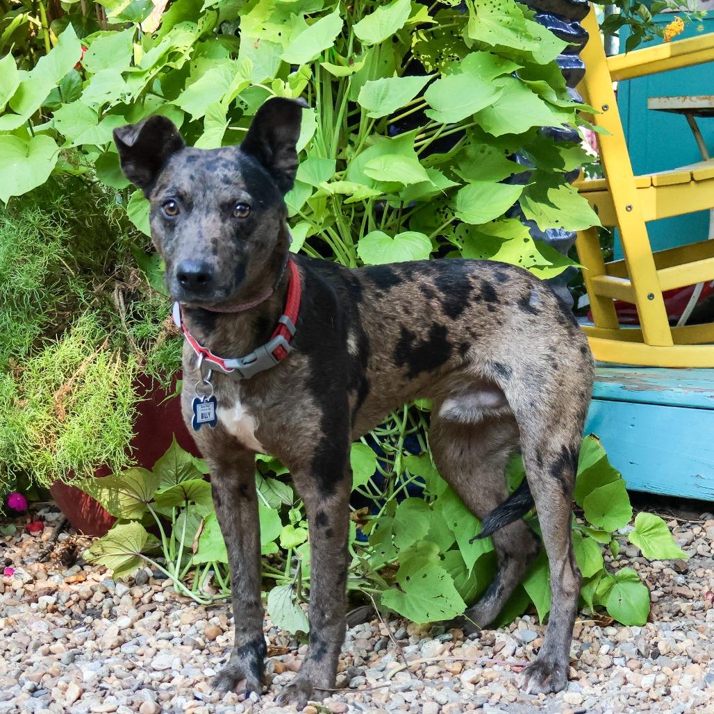 Enlarge Billy, a Adoptable mixed breed in Wake Forest, NC image 5/5