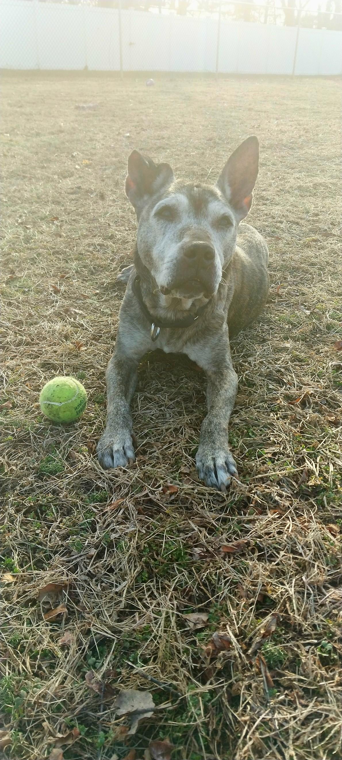 Enlarge Kat (Katerina) , a ADOPTABLE mixed breed in Cape May Court House, NJ image 4/5