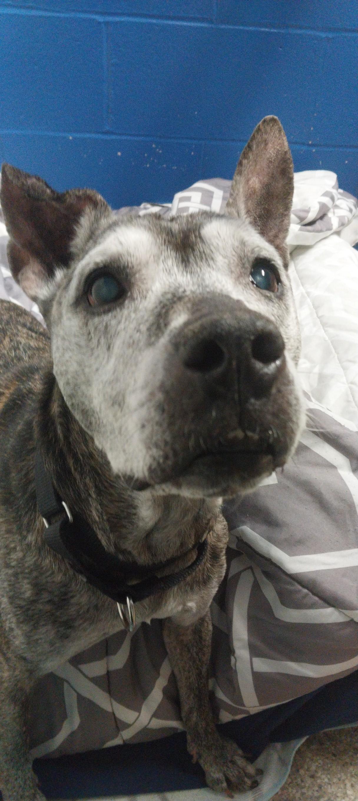 Enlarge Kat (Katerina) , a ADOPTABLE mixed breed in Cape May Court House, NJ image 5/5