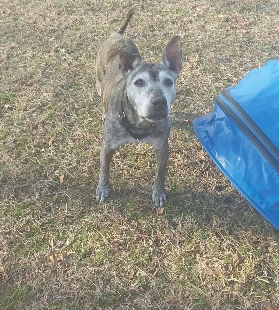 Enlarge Kat (Katerina) , a ADOPTABLE mixed breed in Cape May Court House, NJ image 3/5