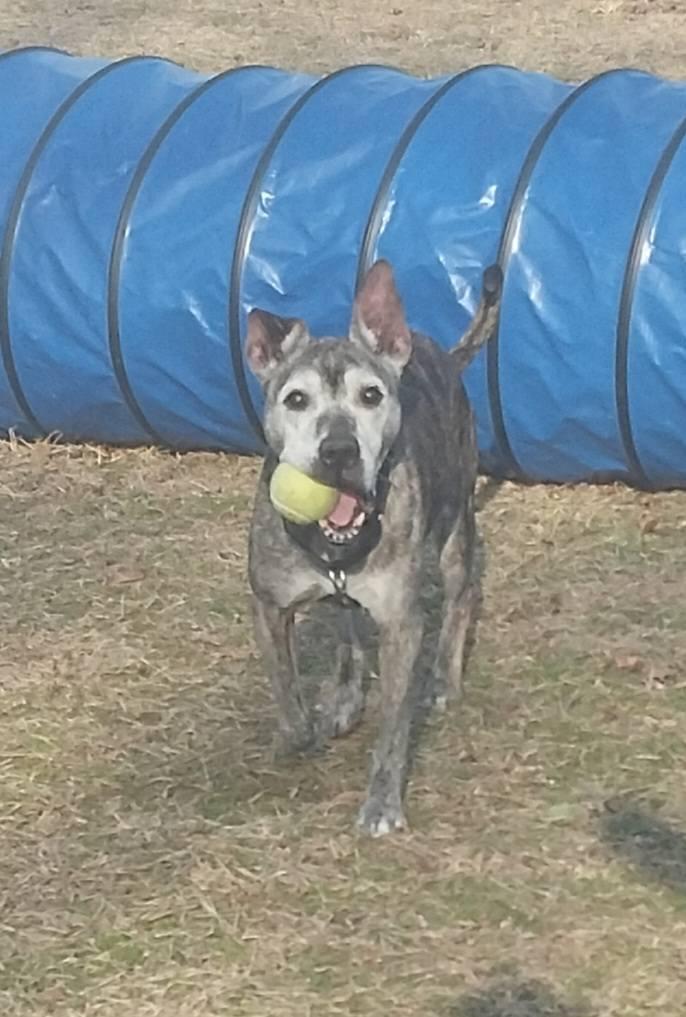 Enlarge Kat (Katerina) , a ADOPTABLE mixed breed in Cape May Court House, NJ image 1/5