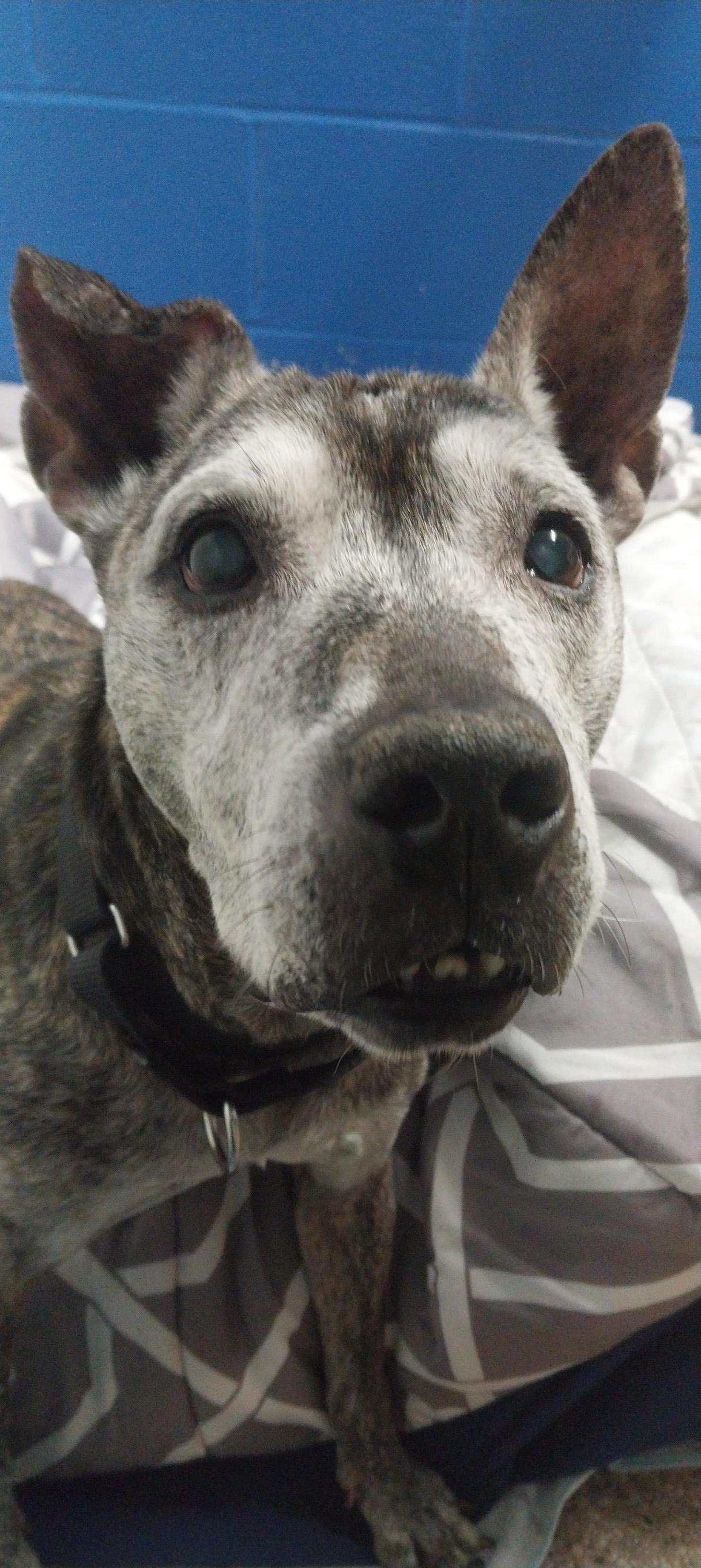 Enlarge Kat (Katerina) , a ADOPTABLE mixed breed in Cape May Court House, NJ image 2/5