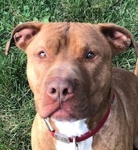 Freedom, a Adoptable Terrier in Roselle, IL image 2/9