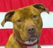 Freedom, a Adoptable Terrier in Roselle, IL image 4/9