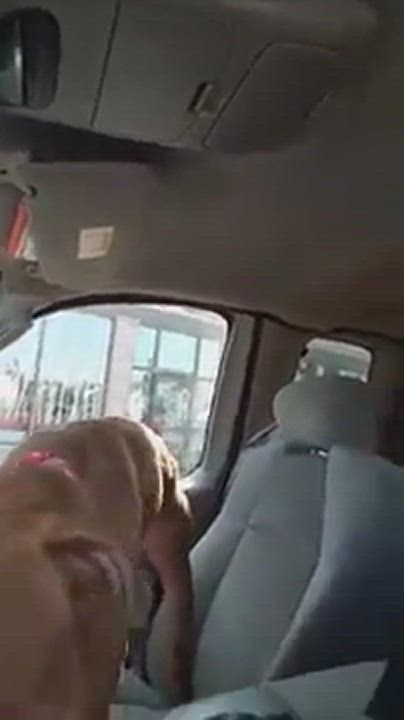 Enlarge Freedom, a Adoptable Terrier in Roselle, IL video 9/9