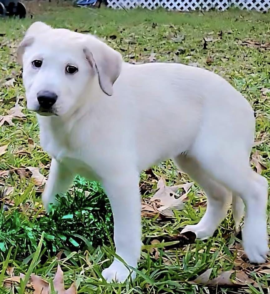 ALLY GS — thumbnail 2