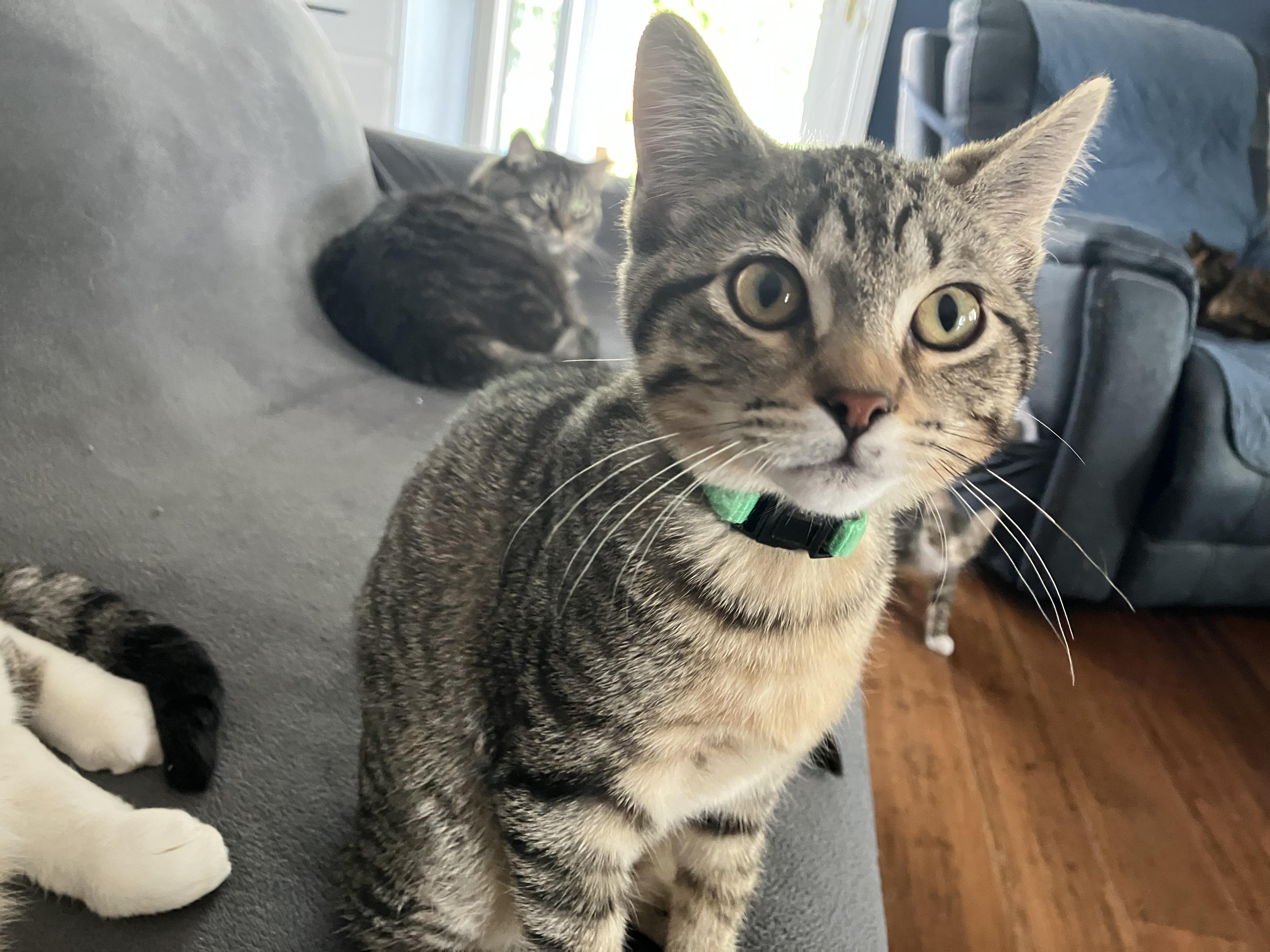 Waffles, an adopted Domestic Short Hair in Unionville, MO image 2/3