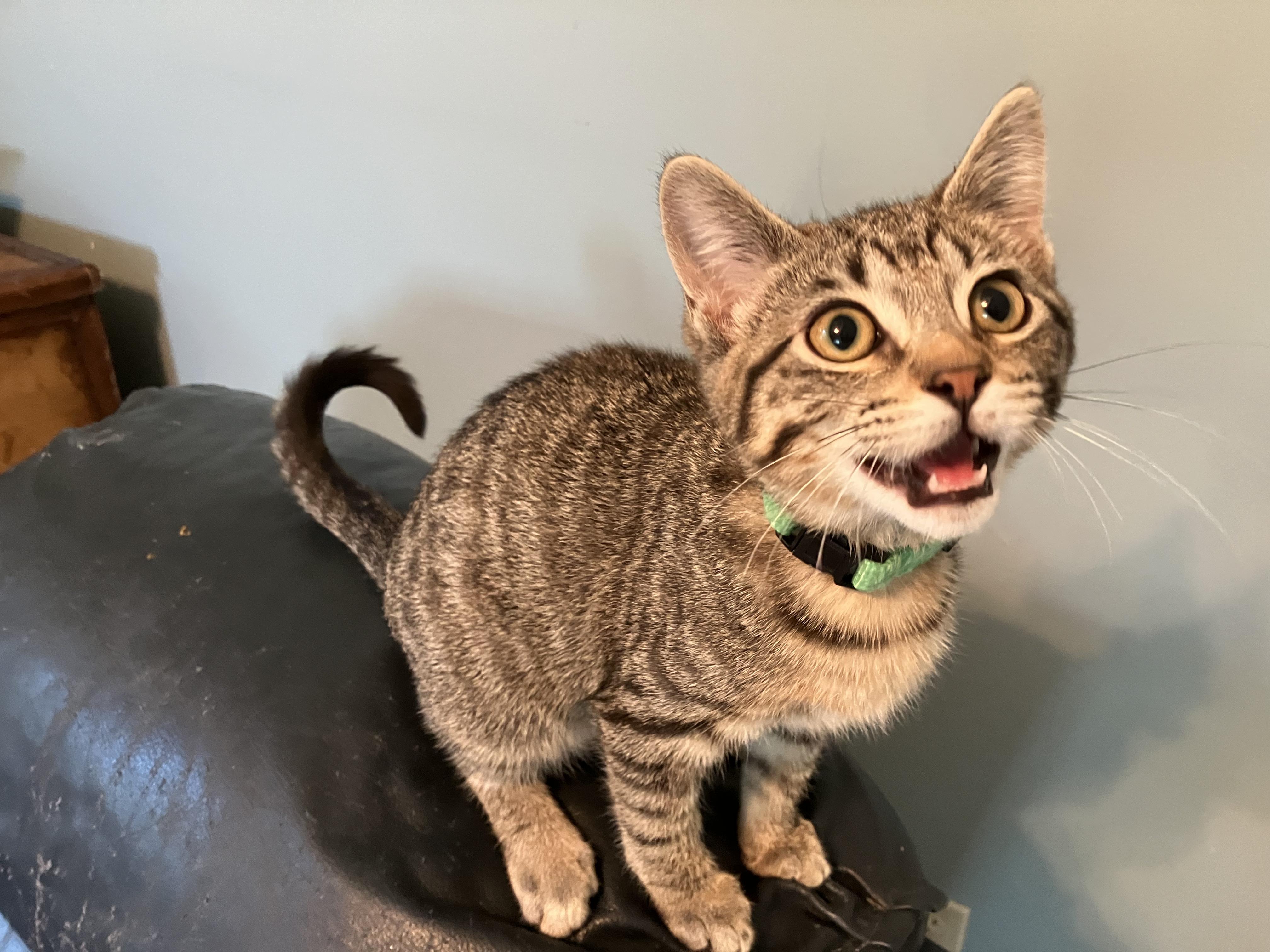 Waffles, adopted, Kitten Male Domestic Short Hair.