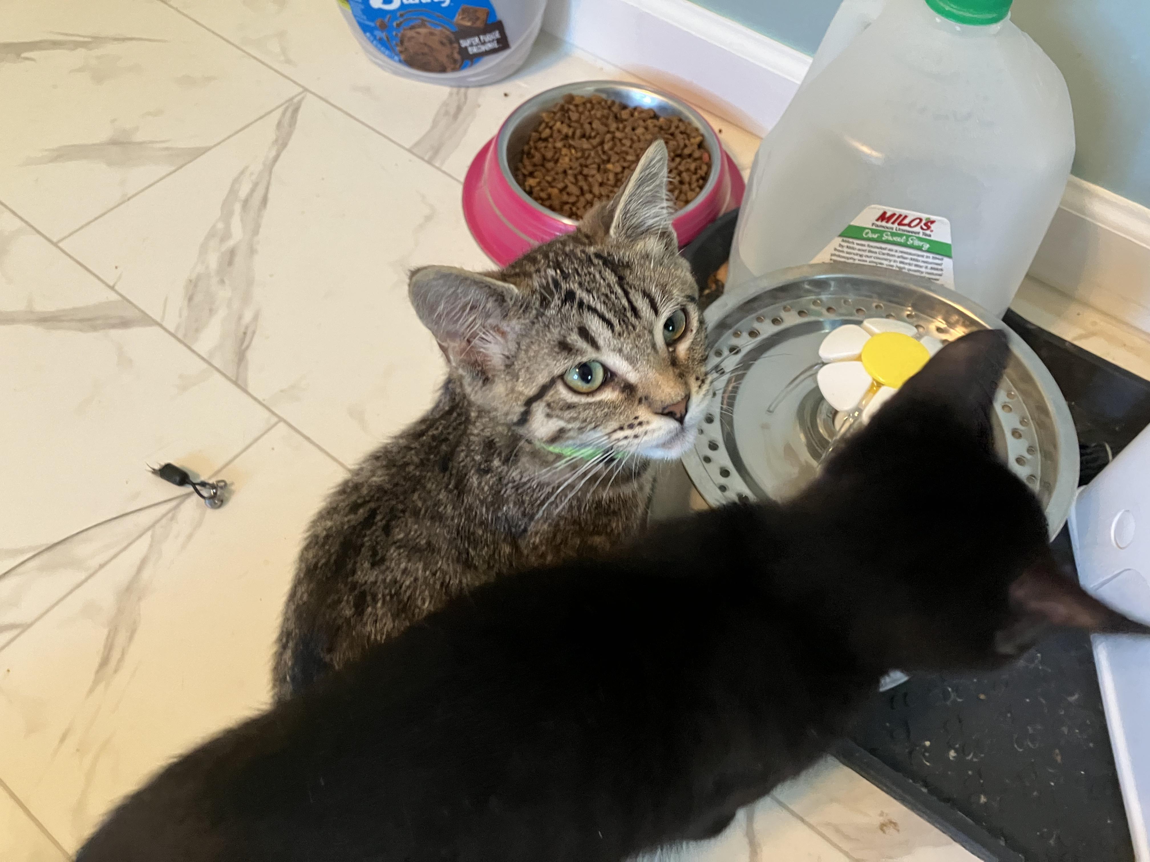 Waffles, an adopted Domestic Short Hair in Unionville, MO image 3/3
