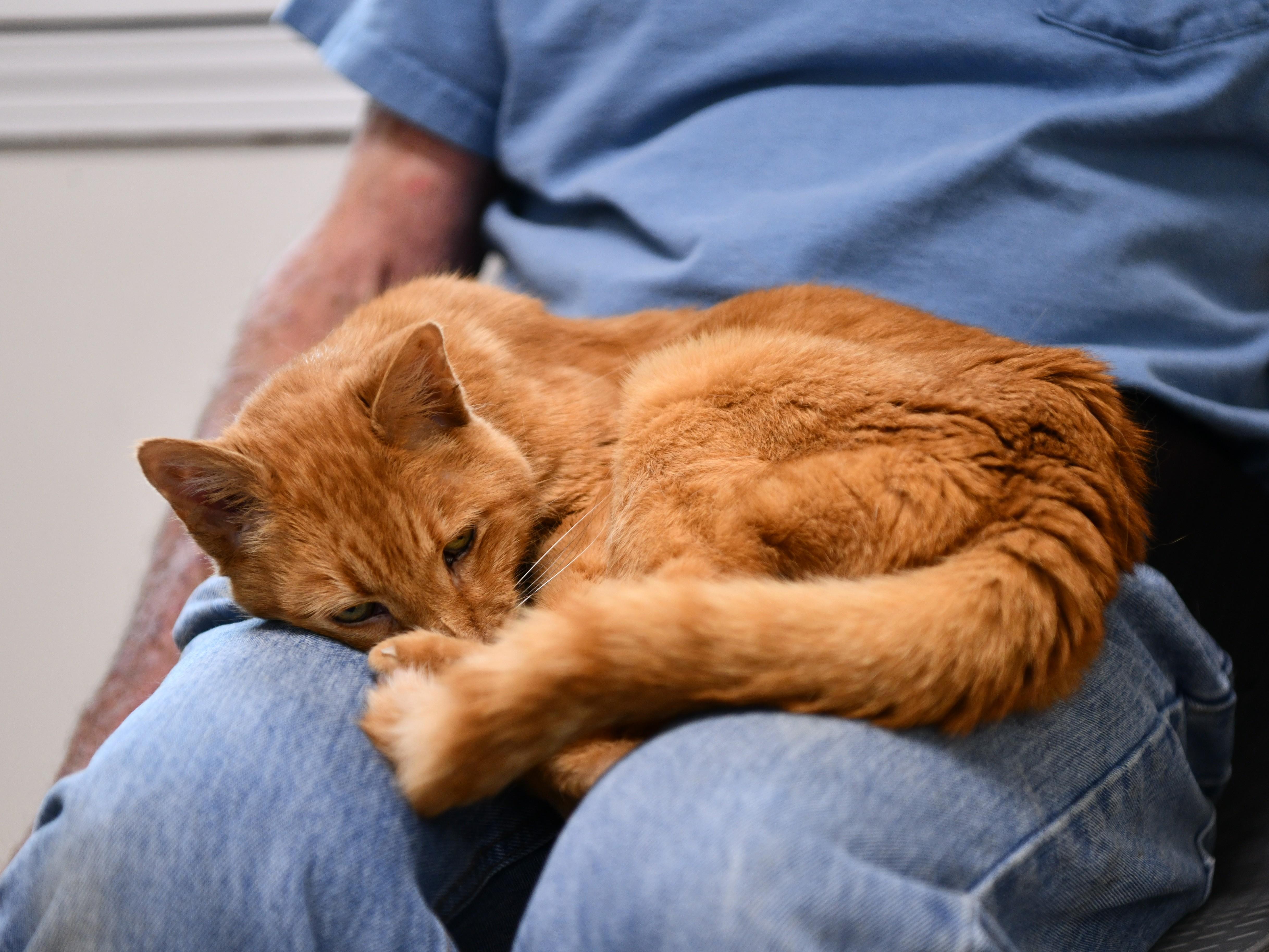 Enlarge Julia (16), a Adoptable Domestic Short Hair in Fairhope, AL image 1/5