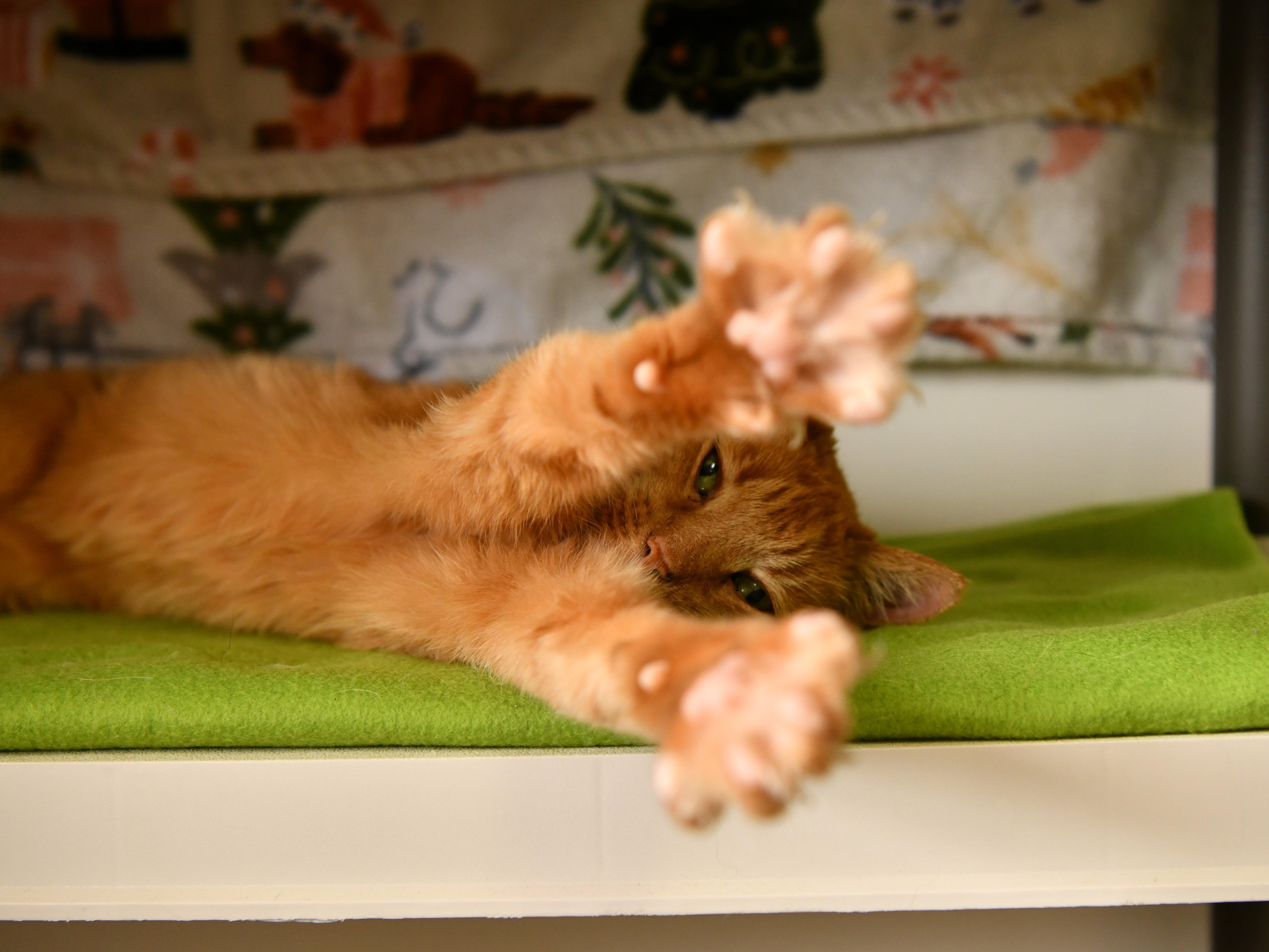 Enlarge Julia (16), a Adoptable Domestic Short Hair in Fairhope, AL image 2/5