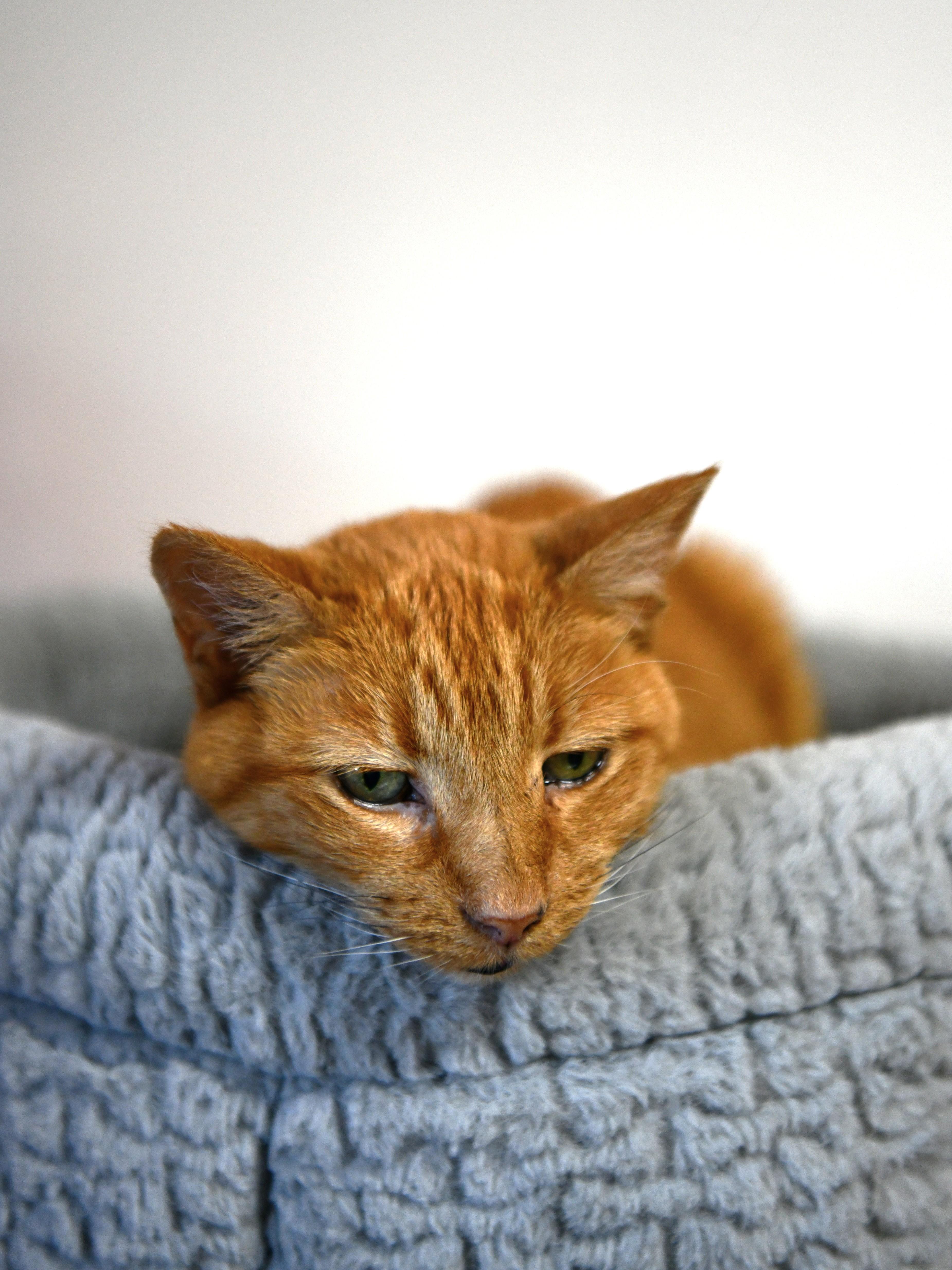 Enlarge Julia (16), a Adoptable Domestic Short Hair in Fairhope, AL image 3/5