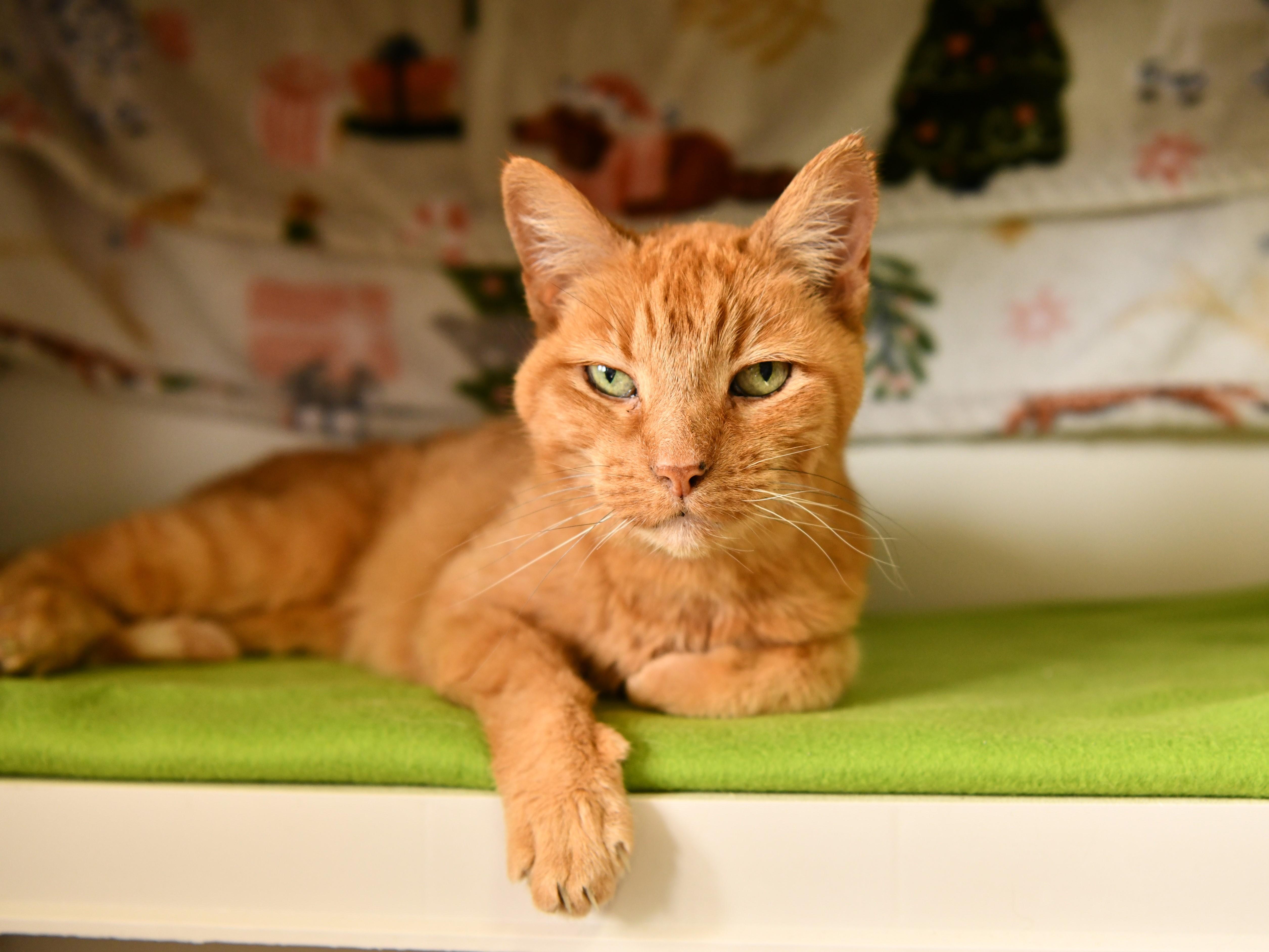 Enlarge Julia (16), a Adoptable Domestic Short Hair in Fairhope, AL image 4/5
