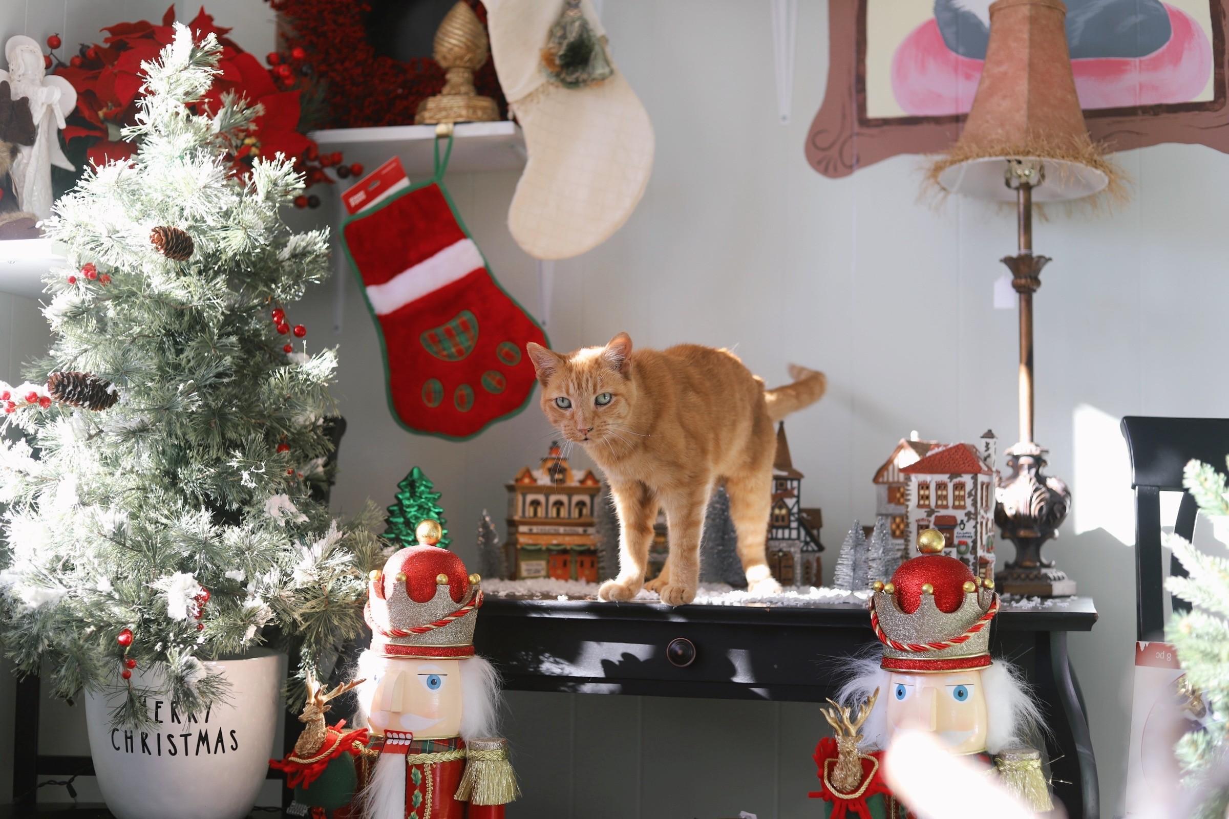 Enlarge Julia (16), a Adoptable Domestic Short Hair in Fairhope, AL image 5/5