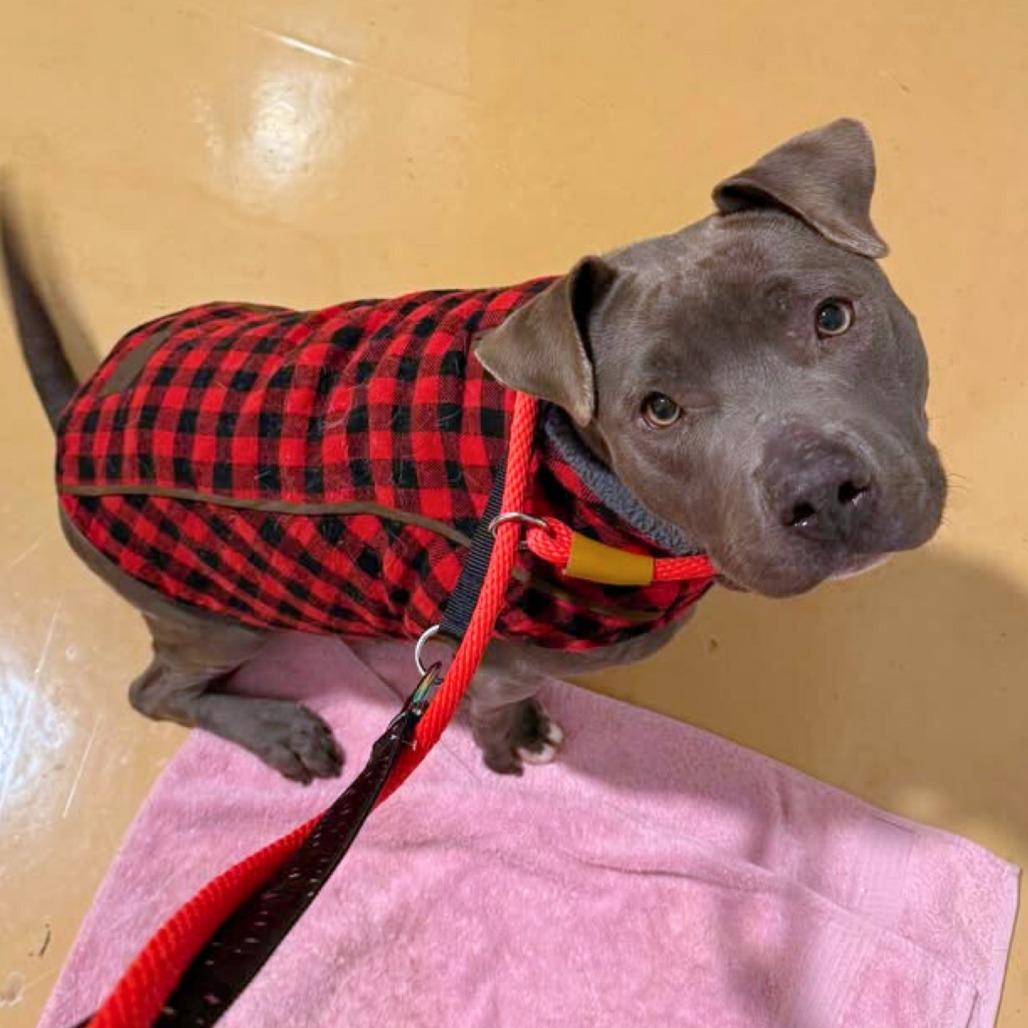 Macy, Adoptable, Adult Female Mixed Breed.