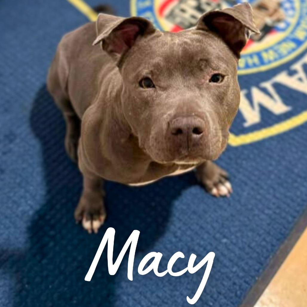Enlarge Macy, a Adoptable Mixed Breed in South Portland, ME image 2/5
