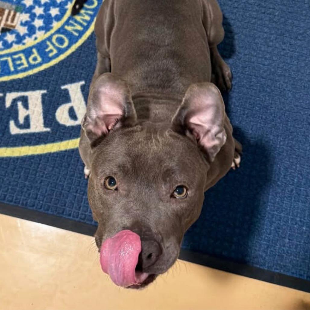 Enlarge Macy, a Adoptable Mixed Breed in South Portland, ME image 4/5