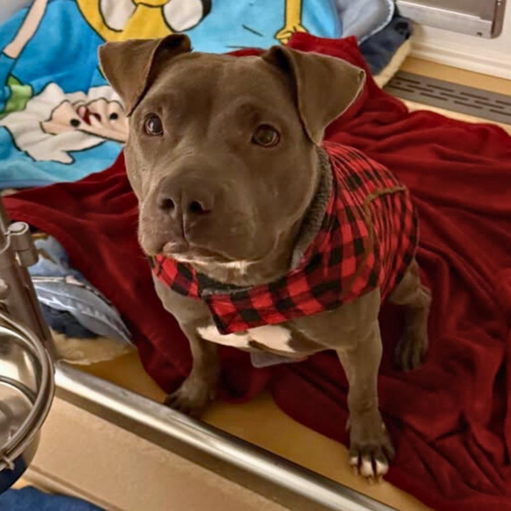 Enlarge Macy, a Adoptable Mixed Breed in South Portland, ME image 5/5