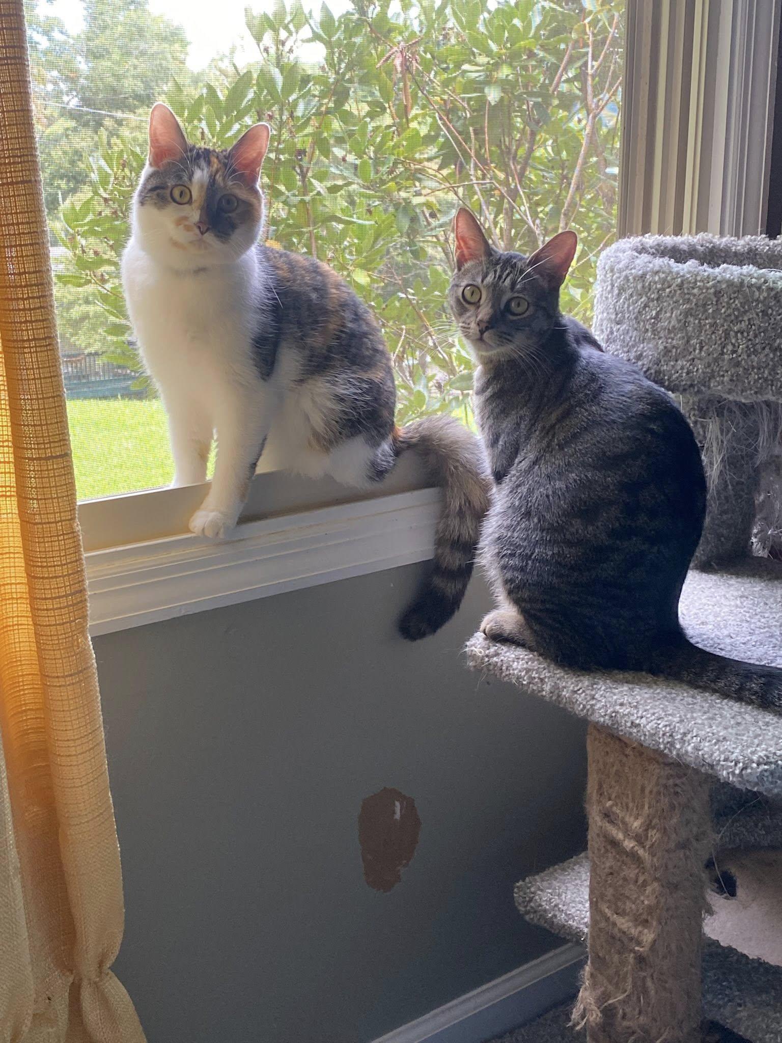 Beans & Nova, Adoptable, Young Female Domestic Short Hair.