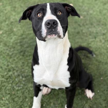 Randall, a Adoptable mixed breed in Red Bluff, CA image 1/3