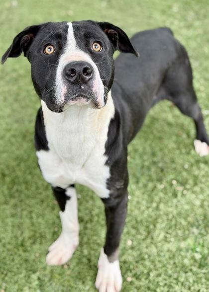 Randall, a Adoptable mixed breed in Red Bluff, CA image 3/3