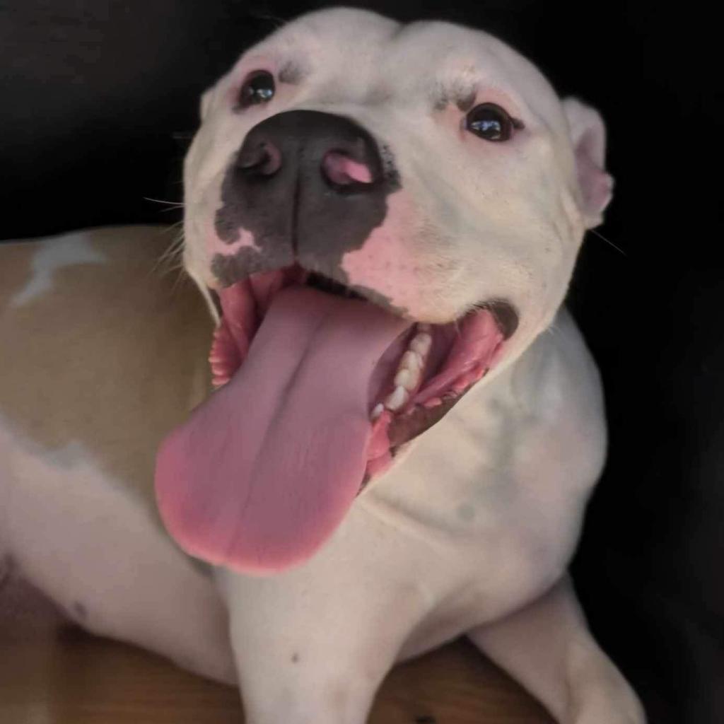 Will (Jessie), a Adoptable Mixed Breed image 1/6