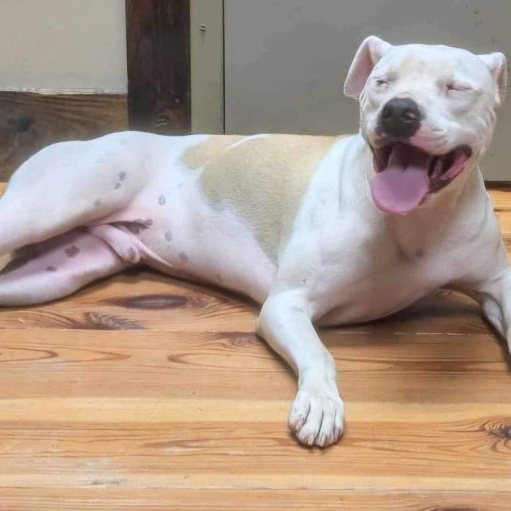 Will (Jessie), a Adoptable Mixed Breed image 3/6